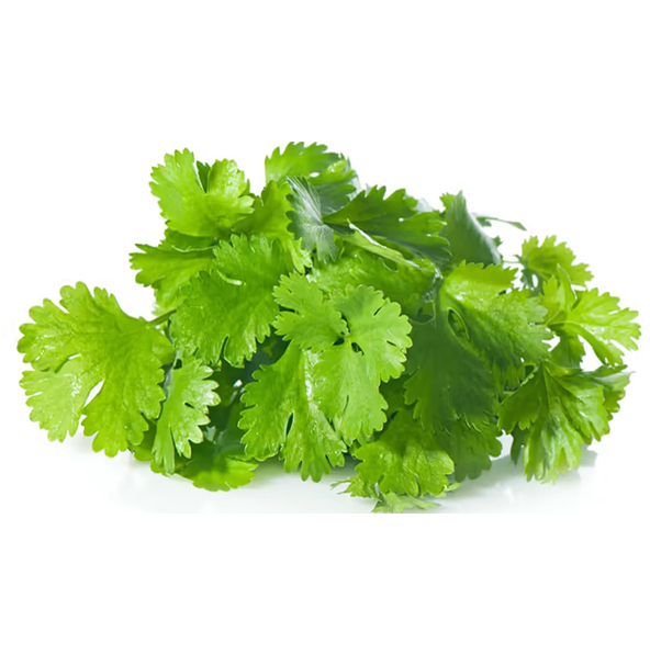 R. Coriander Herb Local Fresh